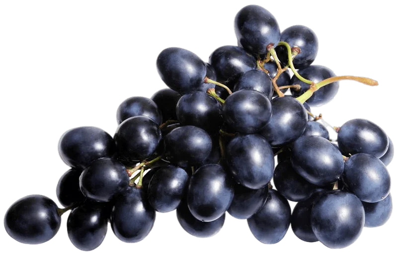 Виноград Черный